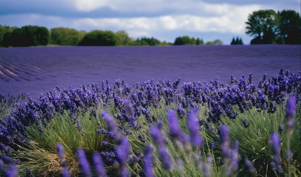 A field of lavender flowers in full bloom is seen in the foreground of the image. Green trees are seen in the background, with a blue sky above.