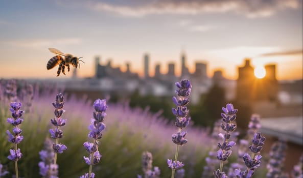 A field of purple lavender flowers grows in front of a city skyline as the sun sets behind the buildings. A bee flies in the foreground.