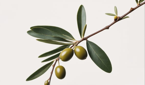 A close-up image of a green olive branch with three olives on it against a white background. The olives are green and ripe, and the branch is covered in green leaves. The image is taken in a studio setting.