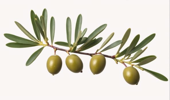 The image shows an olive branch with four olives and several leaves. The olives are green and round, and the leaves are long and slender. The branch is thin and brown, and it is set against a white background.
