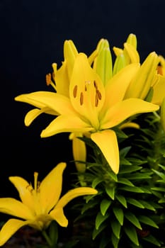 A close up of yellow day lilies in a garden with a black background added.