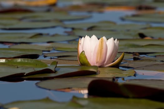 A single water lily among the lilypads in north Idaho.