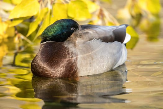 A male mallard duck is in a pond next to yellow leaves at a park in Spokane, Washington.