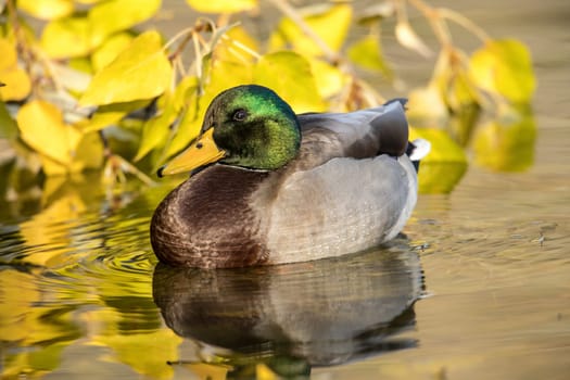 A male mallard duck is in a pond next to yellow leaves at a park in Spokane, Washington.