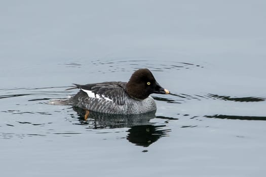 Female goldeneye the calm water of Coeur d'Alene Lake in north Idaho.
