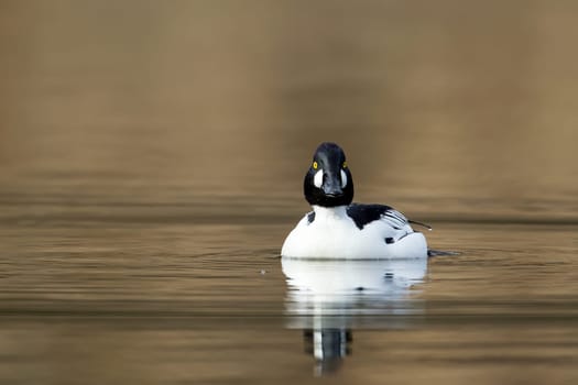 A common goldeneye swims toward the camera on Fernan Lake in north Idaho.