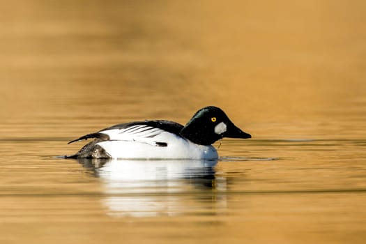 A common goldeneye swims in the calm water of Fernan Lake in Idaho.