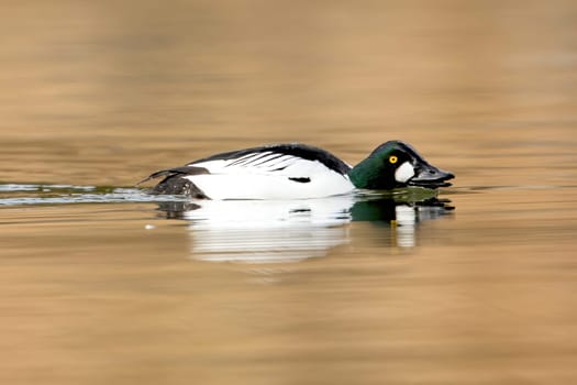 A common goldeneye swims low in the calm water of Fernan Lake in Idaho.