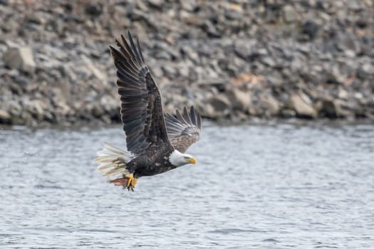 A bald eagle flies off after catching a fish from the lake by Coeur d'Alene, Idaho.