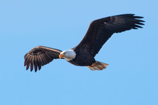 A majestic bald eagle soars up in the brigh blue sky near Coeur d'Alene, Idaho.