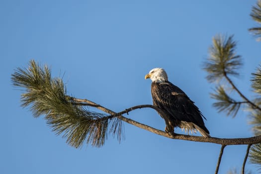 A bald eagle is perched on a branch against a clear blue sky in Coeur d'Alene, Idaho.