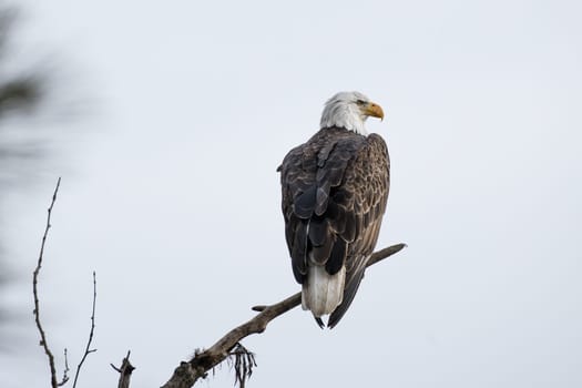 A bald eagle is perched on a barren branch against an overcast sky in north Idaho.