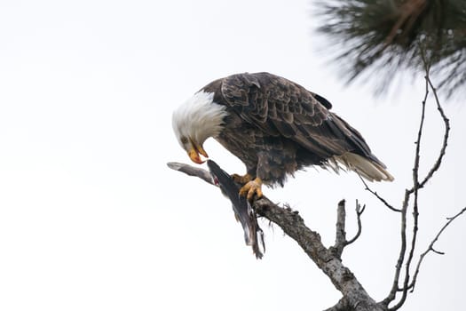 A bald eagle perched on a branch is getting ready to take a bite out of a fish in north Idaho.