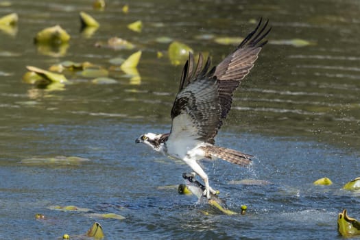 A beautiful osprey catches a fish from Fernan Lake and flies off in North Idaho.