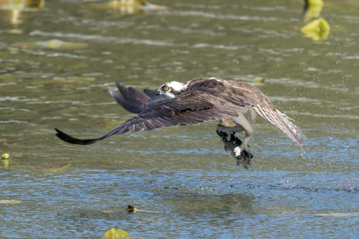 A beautiful osprey catches a fish from Fernan Lake and flies off in North Idaho.