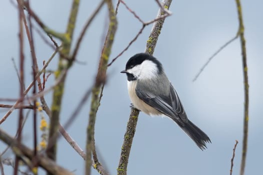 A small black capped chickadee is perched on a small twig in Hauser, Idaho.