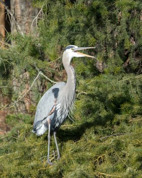 A great blue heron has its beak open while standing on a cluster of pine boughs in north Idaho.