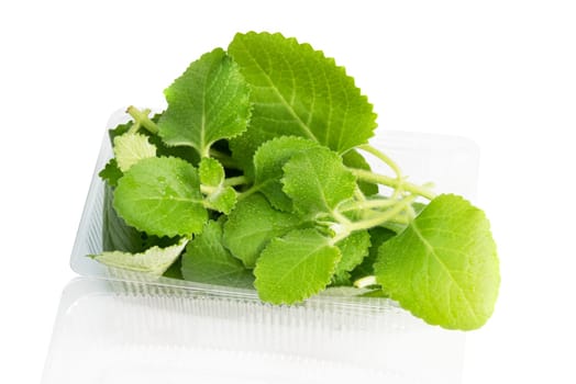 Mint in plastic bag isolated on a white background