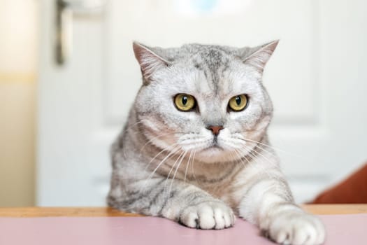 A grey tabby cat with yellow eyes stares intensely at the camera, sitting on a pink table.