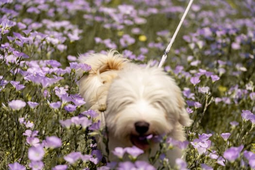 Dog walks in park in clearing among wild flowers and grass. Natural background with cute white dog puppy sitting on a summer Sunny meadow surrounded by flowers