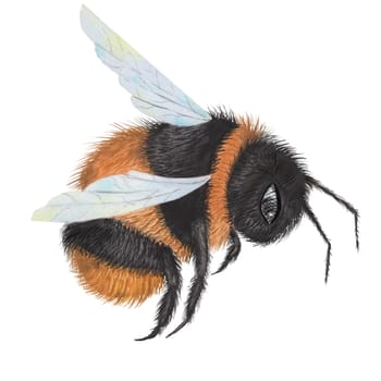 Bumblebee watercolor. Hand drawn bee on isolated white background. Clip art of garden insect. Ideal for honey logo, banner and natural cosmetics and food. High quality illustration