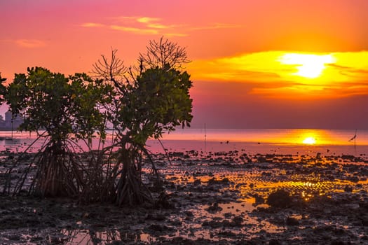 Sunset at the rocky beach with mangroves as the foreground objects in Madura, Indonesia.
