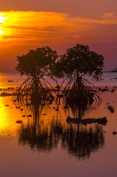 Sunset at the rocky beach with mangroves as the foreground objects in Madura, Indonesia.