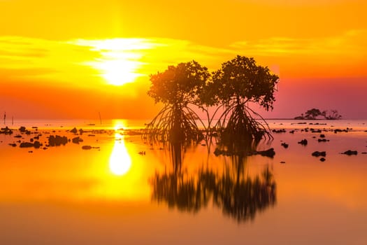 Sunset at the rocky beach with mangroves as the foreground objects in Madura, Indonesia.