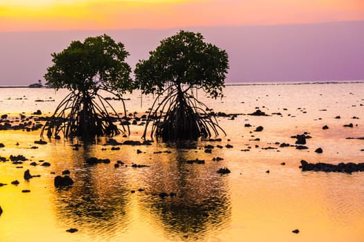 Sunset at the rocky beach with mangroves as the foreground objects in Madura, Indonesia.