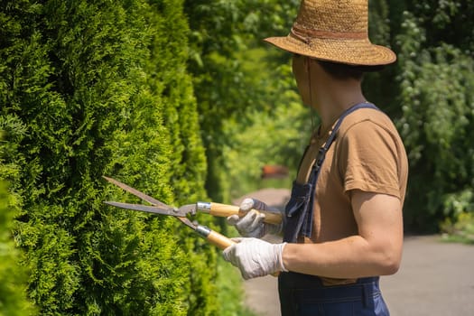A young man in a straw hat and hands in gloves is trimming bushes in his garden with a big secateur. A professional gardener is cutting a thuja tree for a better shape