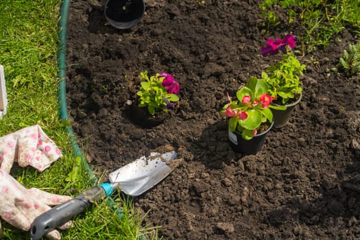 A closeup of seedling in a peat pot and gardening tools. Plant in the soil, petunia hybrida seedlings are going to be planted in the processed black ground.