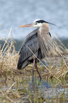 Great blue heron stands in a marsh in Hauser, Idaho.