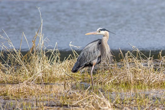 A large great blue heron stands in a marsh area in Hauser, Idaho.