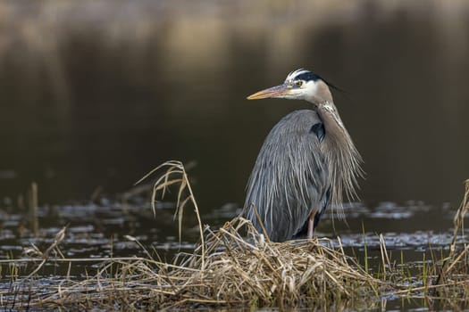A portraiture type photo of a great blue heron by Hauser Lake in north Idaho.