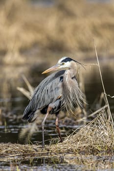 A portraiture type photo of a great blue heron by Hauser Lake in north Idaho.