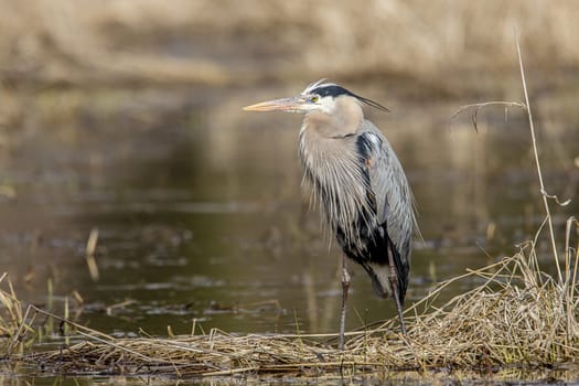 A portraiture type photo of a great blue heron by Hauser Lake in north Idaho.