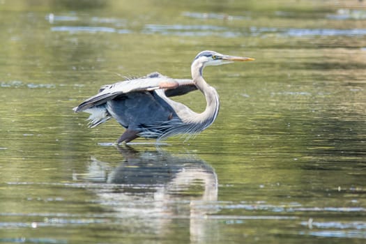 A great blue heron flaps its wings in Esquimalt Bay in Victoria BC, Canada.