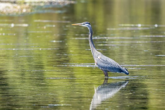 A great blue heron stands in the calm water of Esquimalt Bay in Victoria BC Canada.