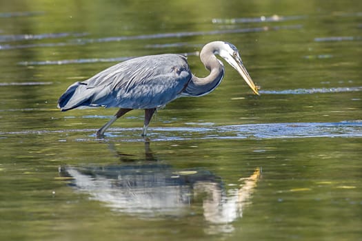 A great blue heron stands in the calm water of Esquimalt Bay in Victoria BC Canada.