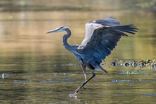 A great blue heron flaps its wings in Esquimalt Bay in Victoria BC, Canada.