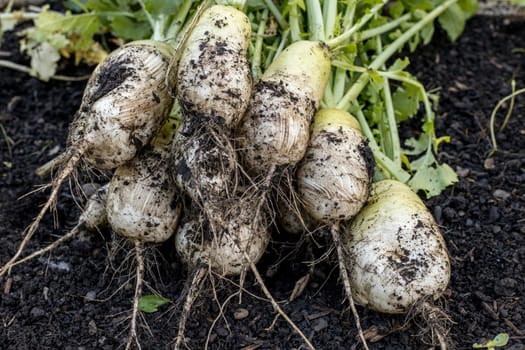 A close up photo freshly picked koh radishes still partly covered with dirt.