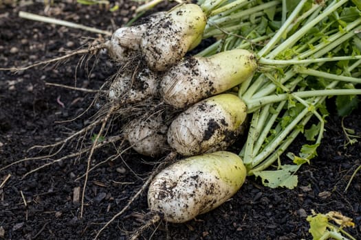 A close up photo freshly picked koh radishes still partly covered with dirt.