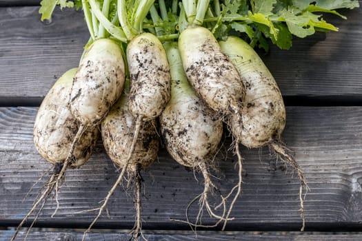 A close up photo freshly picked koh radishes still partly covered with dirt.