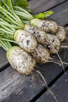 A close up photo freshly picked radishes still partly covered with dirt.