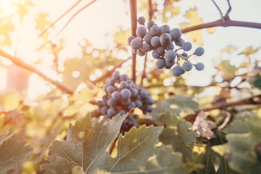 A close-up of ripe, dark grapes hanging from a vine with leaves in the background. The sun shines through the branches.