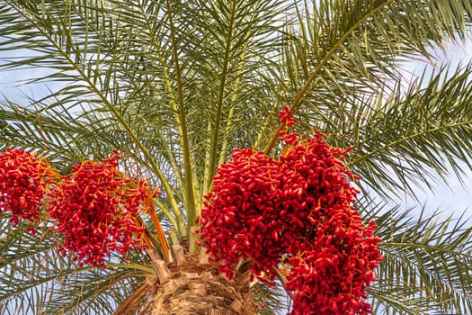 Red date palm fruits growing on a tree