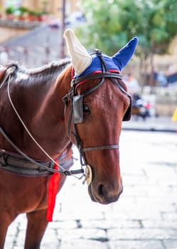 Horse in harness on a city street