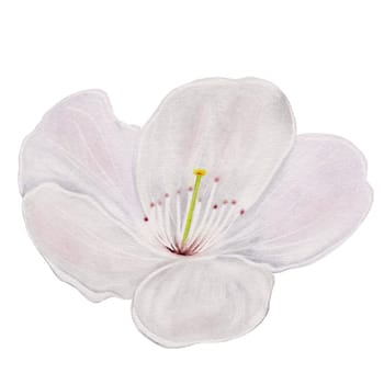 Apricot flower watercolor. White blossom hand drawn watercolor illustration isolated on white background. Clip art botanical illustration. For designing cards and invitations for weddings, anniversaries and birthdays. High quality photo