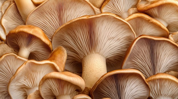 Abstract pattern created from different mushroom species