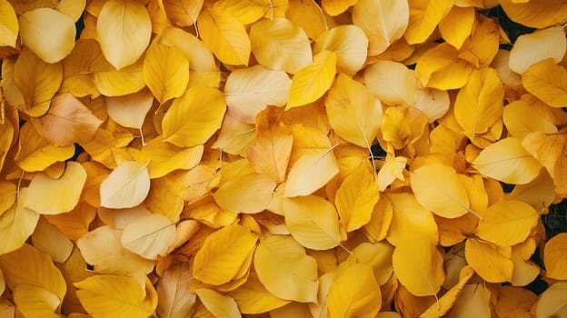 Yellow Golden Autumn Leaves Backdrop
